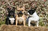 BOULEDOGUE FRANCAIS 1256